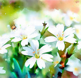 Cerastium biebersteinii (Snow-in-Summer)