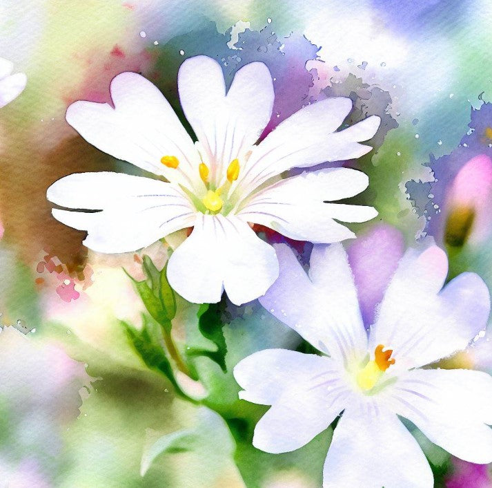 Blue phacelia flower. Watercolor background. Frame floral square