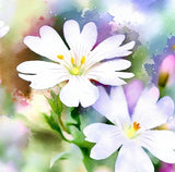 Cerastium biebersteinii (Snow-in-Summer)