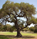 Ceratonia siliqua (Carob Tree, Saint John's Bread, St. John's Bread)