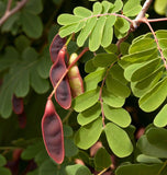 Ceratonia siliqua (Carob Tree, Saint John's Bread, St. John's Bread)