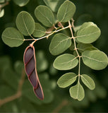 Ceratonia siliqua (Carob Tree, Saint John's Bread, St. John's Bread)