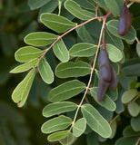 Ceratonia siliqua (Carob Tree, Saint John's Bread, St. John's Bread)