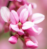 Cercis chinensis (Chinese Redbud)