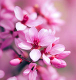 Cercis chinensis (Chinese Redbud)