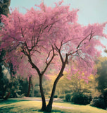 Cercis chinensis (Chinese Redbud)