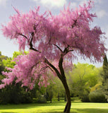 Cercis chinensis (Chinese Redbud)