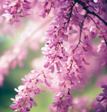 Cercis chinensis (Chinese Redbud)