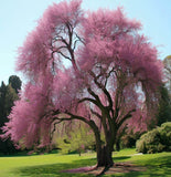 Cercis occidentalis (California Redbud)