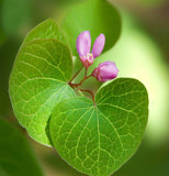 Cercis occidentalis (California Redbud)