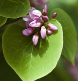 Cercis occidentalis (California Redbud)