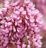 Cercis occidentalis (California Redbud)