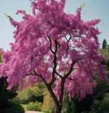 Cercis siliquastrum (Judas Tree)