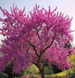 Cercis siliquastrum (Judas Tree)