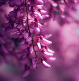 Cercis siliquastrum (Judas Tree)