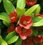 Chaenomeles lagenaria (Common Quince)