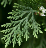 Chamaecyparis lawsoniana (Port Orford Cedar)