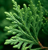 Chamaecyparis lawsoniana (Port Orford Cedar)