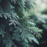 Chamaecyparis obtusa (Hinoki Cypress, Hinoki False Cypress, Japanese White Cedar)