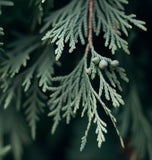 Chamaecyparis thyoides (Atlantic White Cedar)