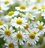 Chamomile, German (Matricaria recutita)