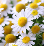 Chamomile, German (Matricaria recutita)