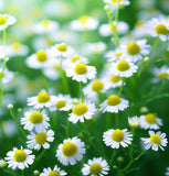 Chamomile, German (Matricaria recutita)