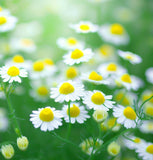 Chamomile, German (Matricaria recutita)