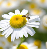 Chamomile, German (Matricaria recutita)