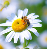 Chamomile, German (Matricaria recutita)