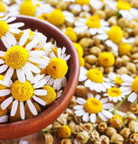 Chamomile, Roman (Chamaemelum nobile)