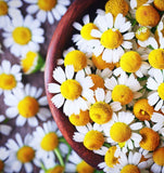 Chamomile, Roman (Chamaemelum nobile)