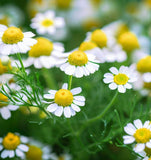 Chamomile, Roman (Chamaemelum nobile)