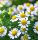 Chamomile, Roman (Chamaemelum nobile)