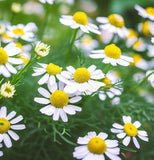 Chamomile, Roman (Chamaemelum nobile)