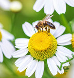 Chamomile, Roman (Chamaemelum nobile)