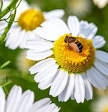 Chamomile, Roman (Chamaemelum nobile)