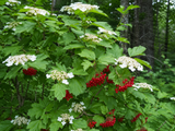 Viburnum trilobum , Viburnum opulus var. americanum (American Highbush Cranberry)