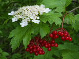 Viburnum trilobum , Viburnum opulus var. americanum (American Highbush Cranberry)