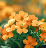 Cheiranthus allionii (Siberian Wallflower)