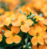Cheiranthus allionii (Siberian Wallflower)