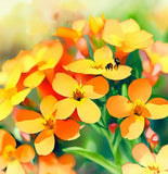 Cheiranthus allionii (Siberian Wallflower)