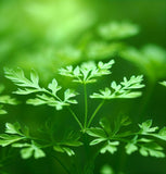 Chervil, Curled (Anthriscus cerefolium)