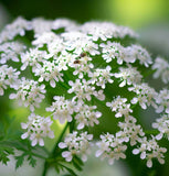 Chervil, Curled (Anthriscus cerefolium)