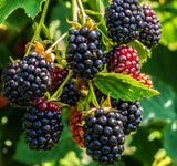 Cheyenne Blackberry Plants (Plug Plants)