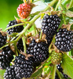Cheyenne Blackberry Plants (Plug Plants)