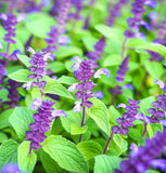 Chia (Salvia hispanica)