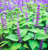 Chia (Salvia hispanica)