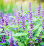 Chia (Salvia hispanica)