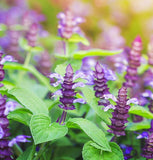 Chia (Salvia hispanica)